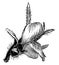 Antirrhinum Orontium Flower vintage illustration