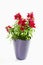 Antirrhinum, snapdragon, flowerpot