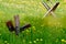 Antitank hedgehog on a green meadow with dandelions. Simple rail construction. Large bolt and nut. Sunny summer day.