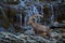 Antler Alpine Ibex, Capra ibex ibex, with mountain waterfall and rocks and water in background, National Park Gran Paradiso, Italy