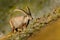 Antler Alpine Ibex, Capra ibex, scratching animal with coloured rocks in background, animal in the nature habitat, France.