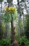 Antler fern in cypress