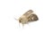 Antler moth