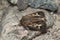 Antler moth, Cerapteryx graminis on rock