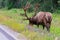 Antlered bull elk during rutting season, grazing in the wildgrass and wildflowers. Banff National Park Alberta Canada