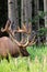 Antlered bull elk during rutting season, grazing in the wildgrass and wildflowers. Banff National Park Alberta Canada