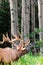 Antlered bull elk during rutting season, grazing in the wildgrass and wildflowers. Banff National Park Alberta Canada