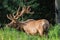 Antlered bull elk during rutting season, grazing in the wildgrass and wildflowers. Banff National Park Alberta Canada