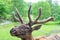 Antlered head of true deer natural background