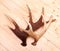 Antlers deer horns elk wood