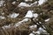 Antlers on the frozen ground, Slovakia