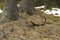 Antlers on the frozen ground, Slovakia