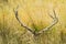 Antlers of a red deer hiding in long grass in park land