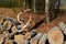 Antlers resting on a stack of firewood