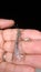 Antlion - Ant lion. antlion larva and adult on the hand. Stages of the antlion. close up of insect insects, insect, bugs, bug. Ama
