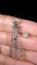 Antlion - Ant lion larva and adult on the hand. Stages of the antlion.  