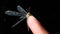 Antlion on the finger at night Antlion - Ant lion. antlion adult on the hand Stages of the antlion. close up of insect insects, in
