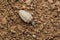 Antlion grub, Myrmeleon formicarius, Satara, Maharashtra