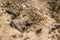 Antlion larva hidden in pit in sand