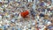 Antlion Larva (Myrmeleon formicarius), insect larva catches a red beetle in a funnel in the sand