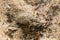Antlion larva on sand