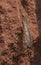 Antlion on stone wall