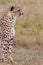 Antony Trivet Photography_Maasai Mara National Reserve