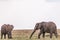 Antony Trivet Photography_Maasai Mara National Reserve