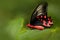 Antrophaneura semperi, in the nature green forest habitat, Malaysia, India. Insect in tropic jungle. Butterfly sitting on the gree