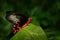 Antrophaneura semperi, in the nature green forest habitat, Malaysia, Philippines. Insect in tropic jungle. Butterfly sitting on th