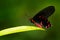 Antrophaneura semperi, in the nature green forest habitat, wildlife from Indonesia. Beautiful black and red poison butterfly,