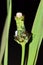 Ants and Aphids on a Dandelion bud.