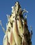 Ants, Aphids and Mites on a Yucca
