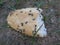 Ants attacking discarded bread roll