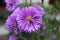 Ants on a blooming Aster amellus (European Michaelmas Aster) in an unfocused garden background. Purple Flower