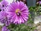 Ants on a blooming Aster amellus (European Michaelmas Aster) in an unfocused garden background. Purple Flower