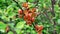 Ants breed aphids on the blooming Japanese quince, they protect it and carry it around the tree. The concept of