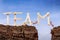 Ants carry word team across wooden cliff with sky background