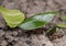 Ants carrying leaf parts to their nest