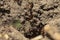 Ants close-up. Ants family. Little black ants are at work. Ants with prey at the entrance to the termite mound.