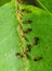 Ants collecting honeydew from greenflies aphids on a plant stem