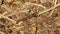 Ants colony closeup, ants building anthill, closeup stock footage