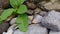 Ants colony group marching above rocks and dirt with wind breeze blowing some green leaves plant