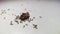 Ants eating leftover food on white kitchen floor