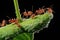 ants farming aphids on a plant stem