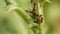 Ants farming aphids.. Symbiosis - Defensive Examples, insects. Ant, aphid, bugs