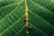 Ants feeding on a aphis fabae on leaf