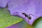 ants on a flower alone detailed depicted