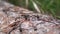Ants Formica rufa on tree bark close-up in Siberia on Baikal.