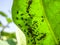 Ants graze a colony of aphids on the inside of the leaf.